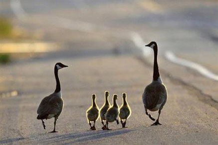 【干貨滿滿】為什么要買學(xué)區(qū)房，看完你就懂了